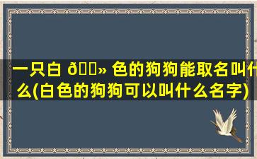 一只白 🌻 色的狗狗能取名叫什么(白色的狗狗可以叫什么名字)